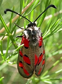 Zygaena rhadamanthus - Aragonese Pyrenees © Teresa Farino